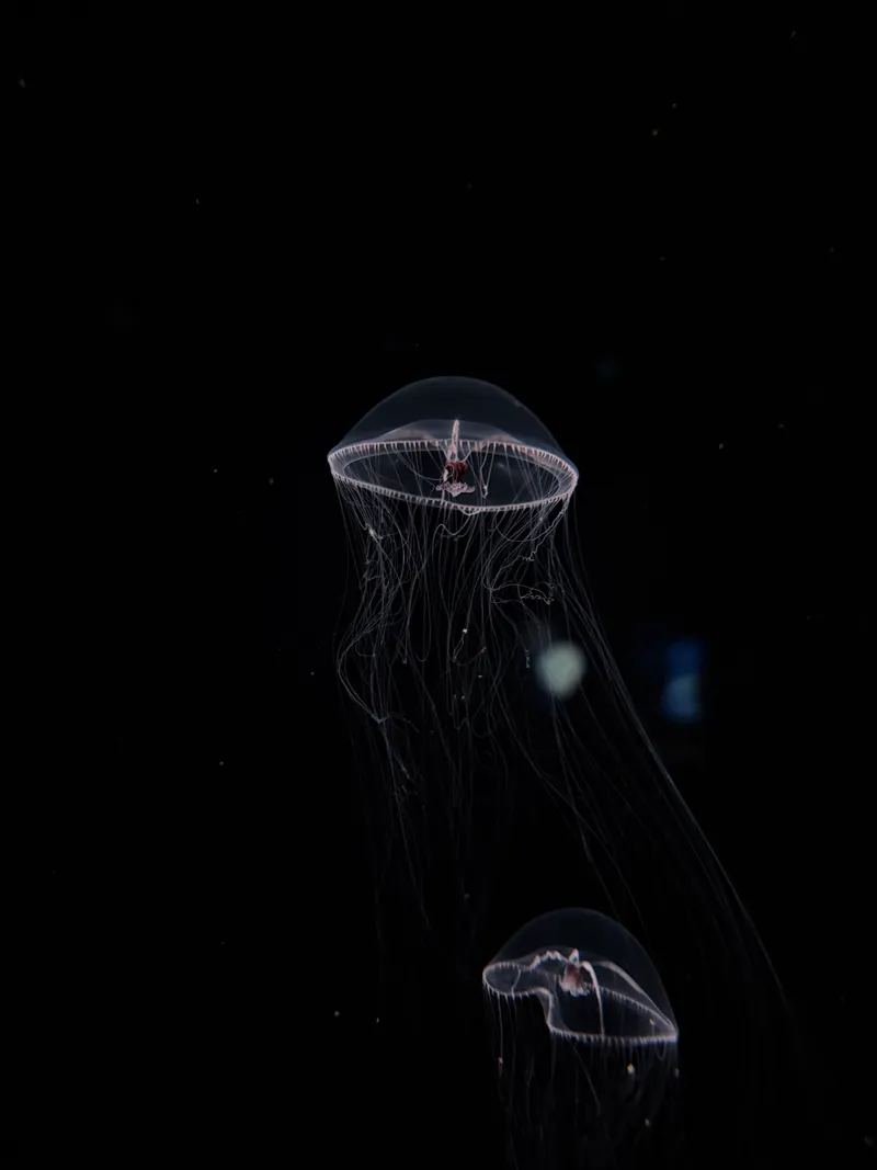 jellyfish at the aquarium