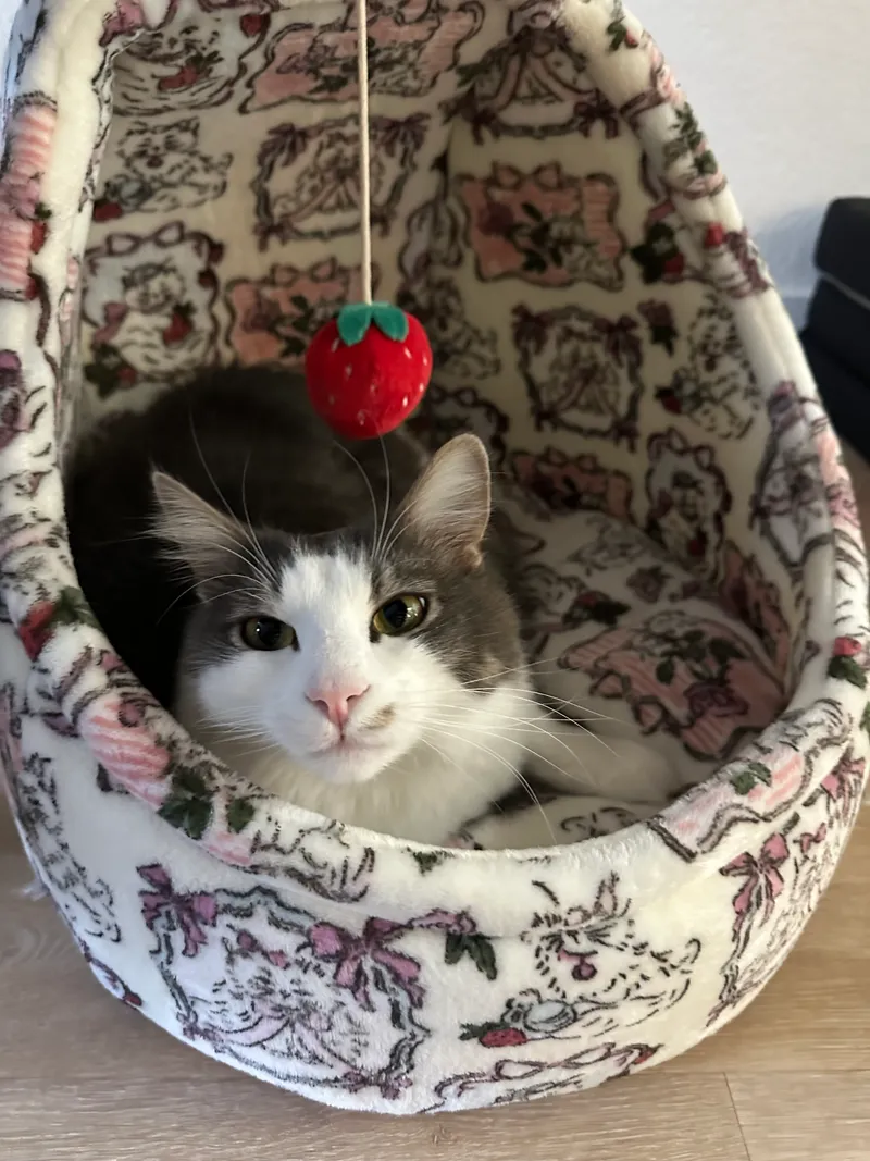 my cat