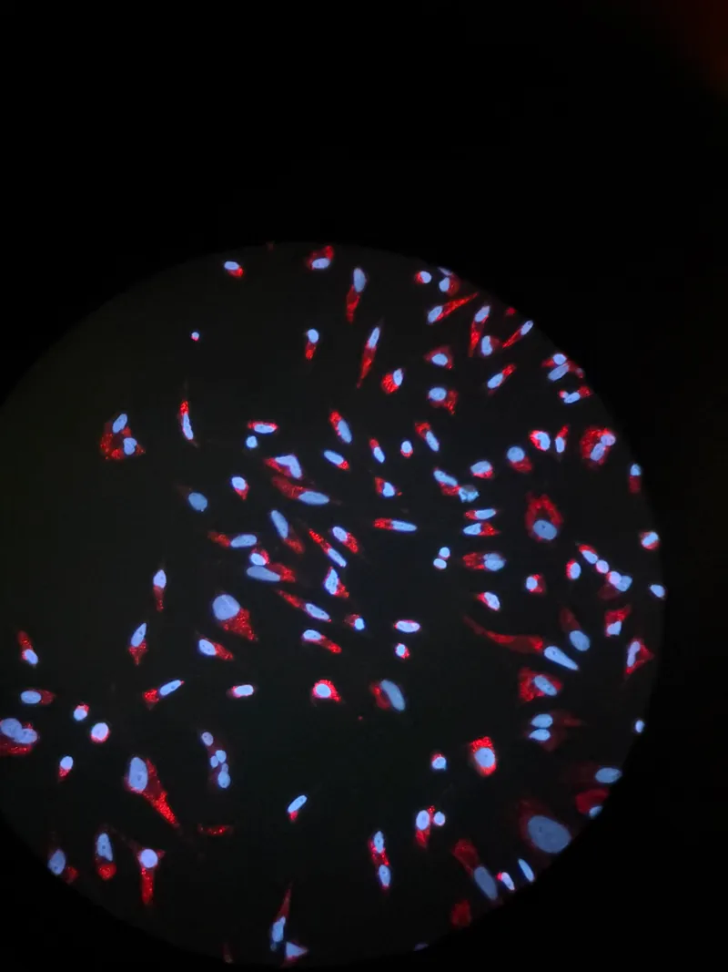 cells under the microscope
