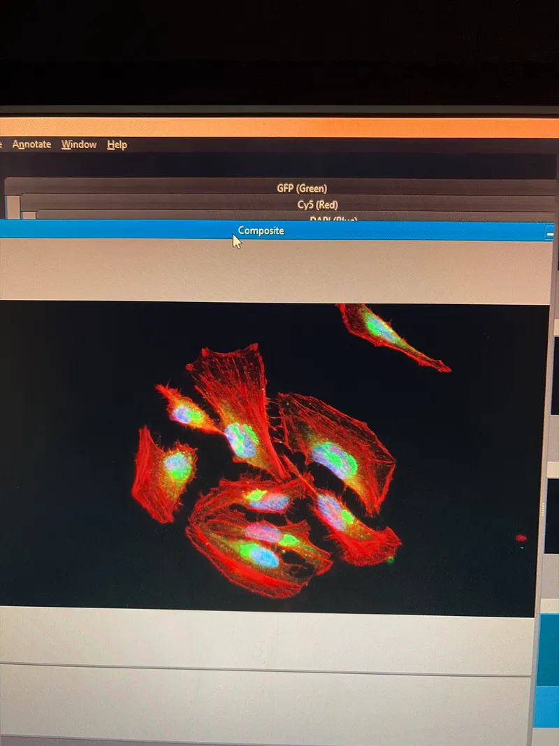 cells under the microscope